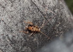 Parellipsidion latipenne