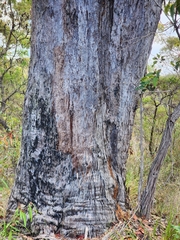 Eucalyptus umbra