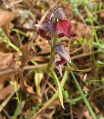 Serapias cordigera