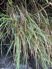 Poa anceps