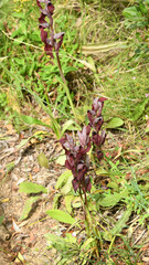 Serapias cordigera