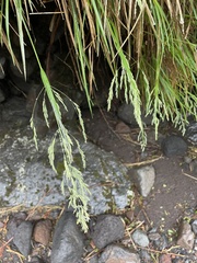 Poa anceps