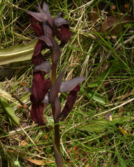 Serapias cordigera