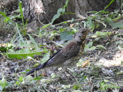 Turdus pilaris