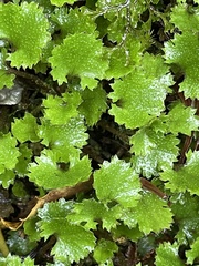 Gunnera monoica