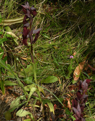 Serapias cordigera