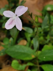 Pseuderanthemum