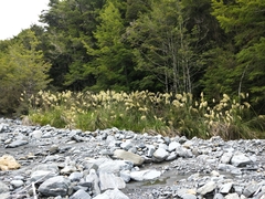 Austroderia richardii