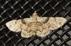 Gymnoscelis derogata