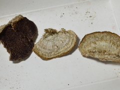 Trichaptum perrottetii