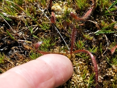 Drosera arcturi