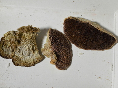 Trichaptum perrottetii