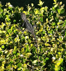 Amphibolurinae