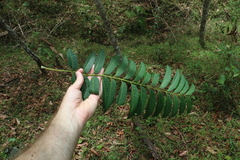 Ailanthus triphysa