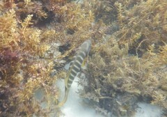 Girella zebra