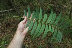 Ailanthus triphysa