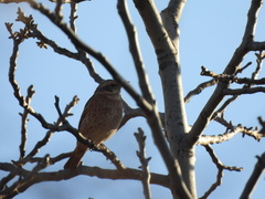 Turdus naumanni