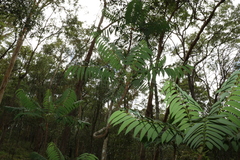 Ailanthus triphysa