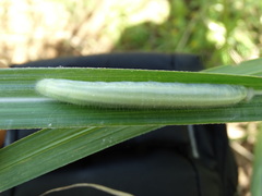 Lepidoptera