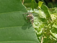 Hyllus