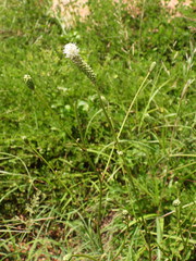 Sanguisorba applanata