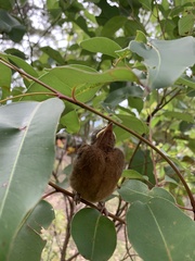 Pachycephala pectoralis