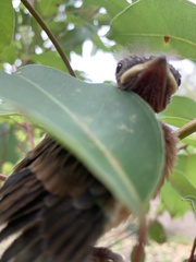 Pachycephala pectoralis
