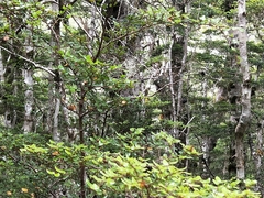 Petroica macrocephala macrocephala