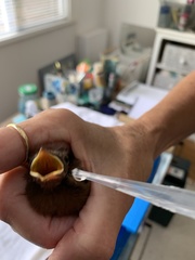 Pachycephala pectoralis