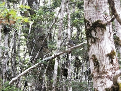 Petroica macrocephala macrocephala