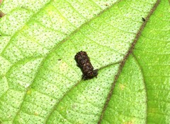 Octotoma scabripennis