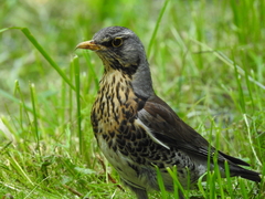 Turdus pilaris