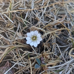 Gentianaceae