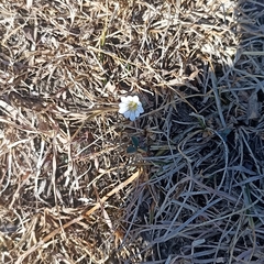 Gentianaceae