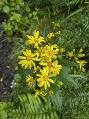 Senecio rufiglandulosus