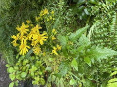 Senecio rufiglandulosus