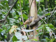 Colluricincla boweri