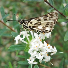 Hesperilla ornata