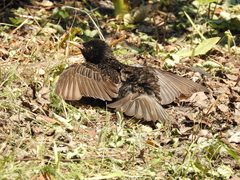 Sturnus vulgaris