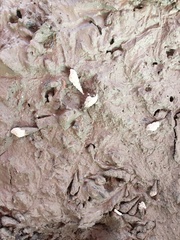 Semisulcospira ningpoensis