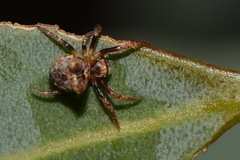 Carepalxis