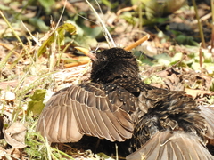 Sturnus vulgaris
