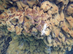 Chondrilla australiensis