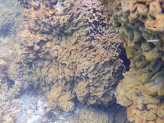 Chondrilla australiensis