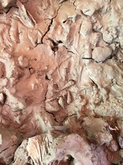 Semisulcospira ningpoensis