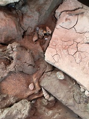 Semisulcospira ningpoensis