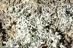 Xanthoparmelia camtschadalis