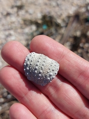 Heliocidaris