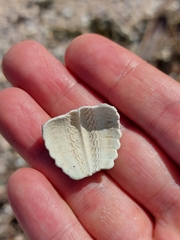 Heliocidaris