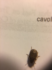 Sciocoris sideritidis